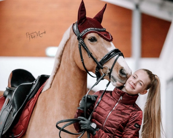 dressage horse First Hummer (Nederlands Rijpaarden en Pony, 2012, from FS Mr. Right)