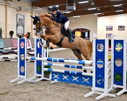 jumper Oscar Gold (Westphalian, 2018, from Ogano Sitte)
