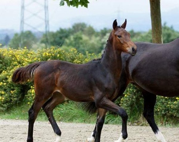 Pferd Dragondero (Österreichisches Warmblut, 2016, von Don Juan de Hus)