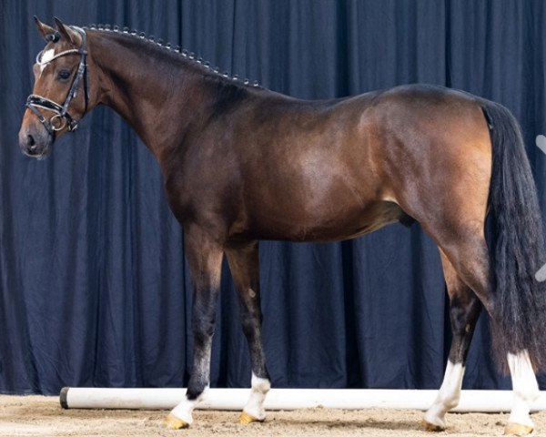 dressage horse Nearco 13 (German Riding Pony, 2020, from Notting Hill 2)