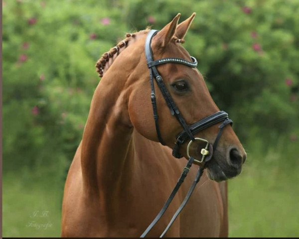 jumper Seidon's Bambi (Oldenburg, 2002, from Seidon)