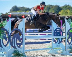 Zuchtstute Little Miss Crazy 2 (Slowakisches Warmblut, 2017, von Tarzan)
