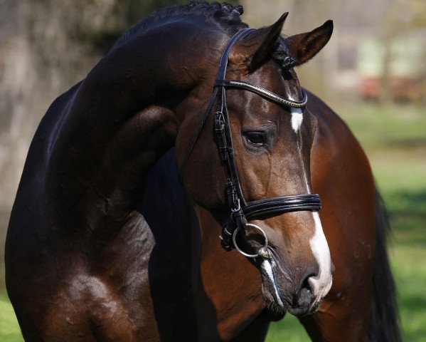 stallion Churchill Ic (Holsteiner, 2011, from Casall Ask) stallion Churchill Ic (Holsteiner, 2011, from Casall Ask)