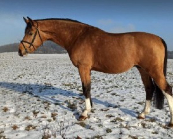horse Conthedo Kinsky (Czech Warmblood, 2017, from Cola 10)