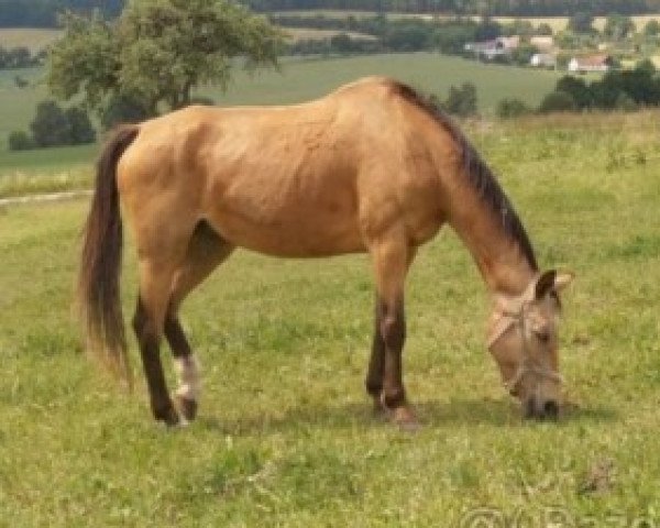 broodmare Jesika (Czech Warmblood, 1987, from Dux)