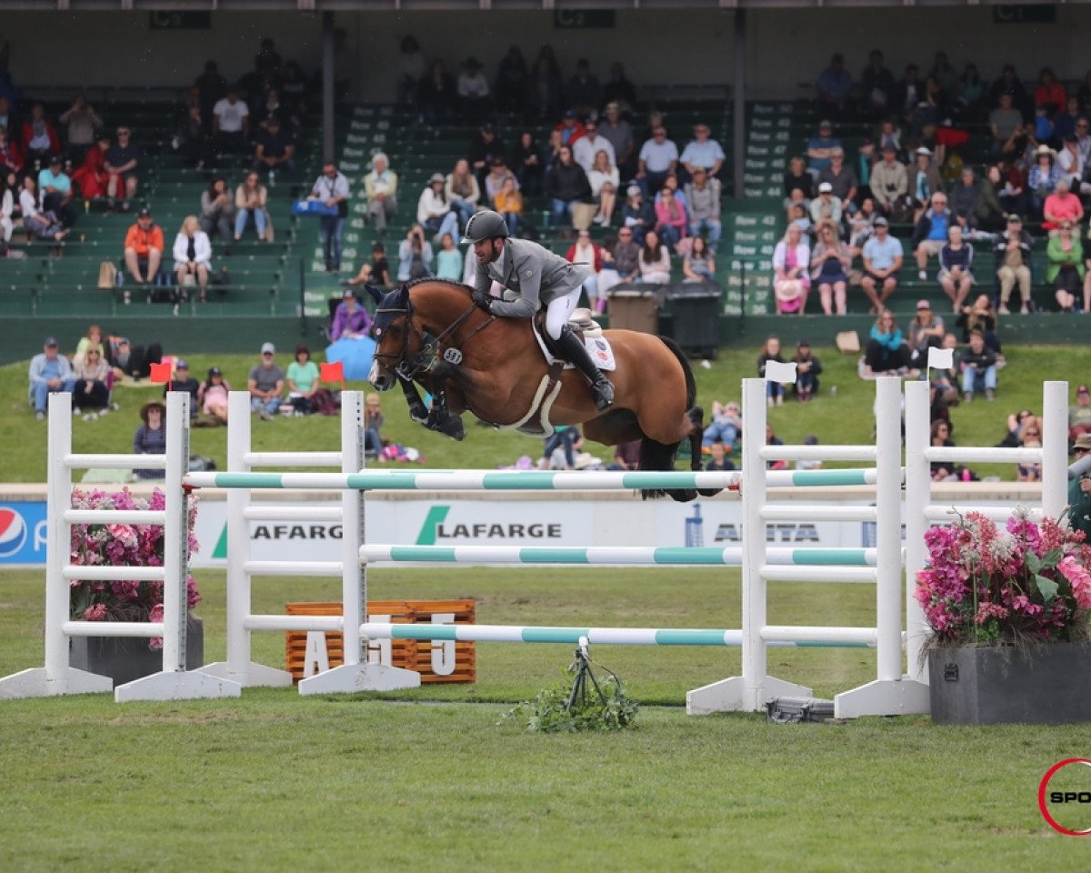 stallion Livestream 2 (Oldenburg, 2010, from Lordanos)