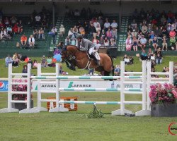 stallion Livestream 2 (Oldenburg, 2010, from Lordanos)
