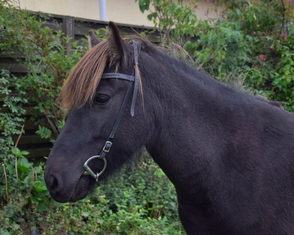 Zuchtstute Johanna (Islandpferd, 2017, von Rodi fra Mula)