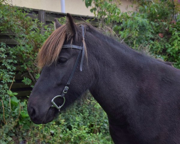 Zuchtstute Johanna (Islandpferd, 2017, von Rodi fra Mula)