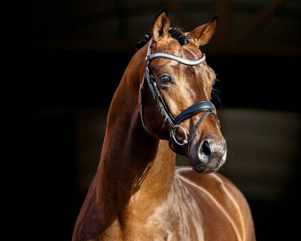 stallion Vincent (Oldenburg, 2017, from Vivaldi)