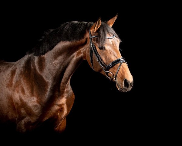 jumper Noble King (Westphalian, 2018, from Nubalou W.Z.)