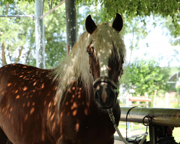 horse Domino (Black Forest Fox, 2015, from Dachs)