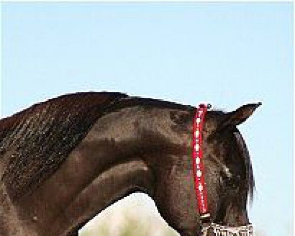 stallion JS Mr Mister ox (Arabian purebred, 1986, from DP Black Smoke ox)