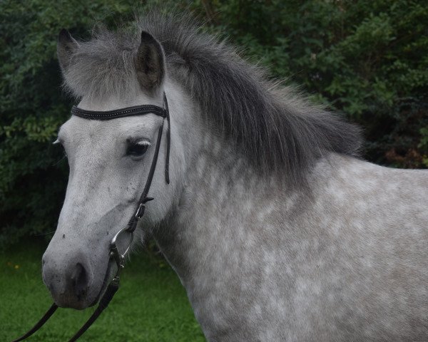 Pferd Laeva (Islandpferd, 2014, von Fagur vom Schloßberg)