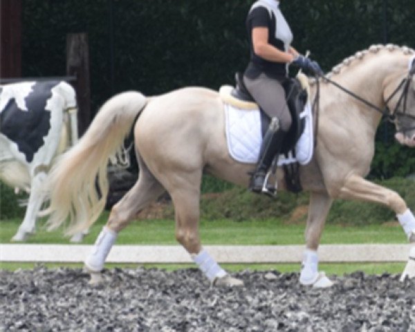 Pferd Right Reason (Deutsches Reitpony, 2013, von FS Mr. Right)