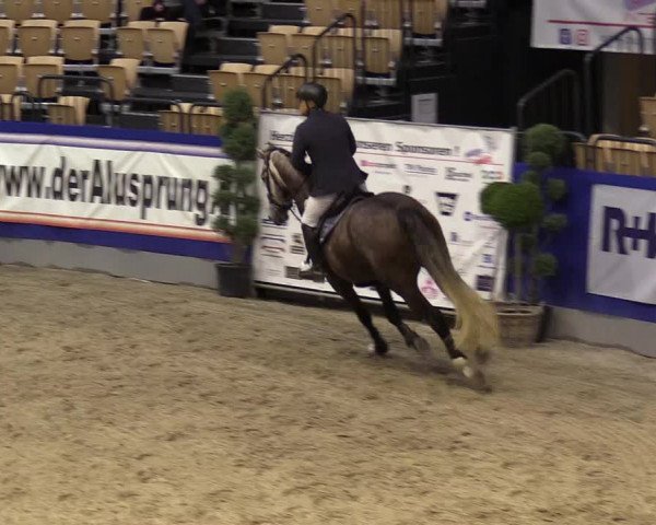 FEI Reitturnier Neumünster (GER) 2021