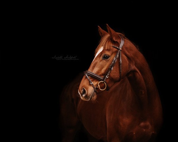 Pferd Navarro WM (KWPN (Niederländisches Warmblut), 2018, von Dettori)