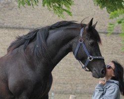 dressage horse Rio 285 (German Riding Pony, 2016, from Rapolino)