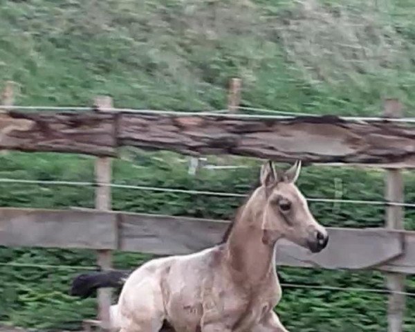 horse Golden Diaval (German Riding Pony, 2020, from Golden Grey NRW)
