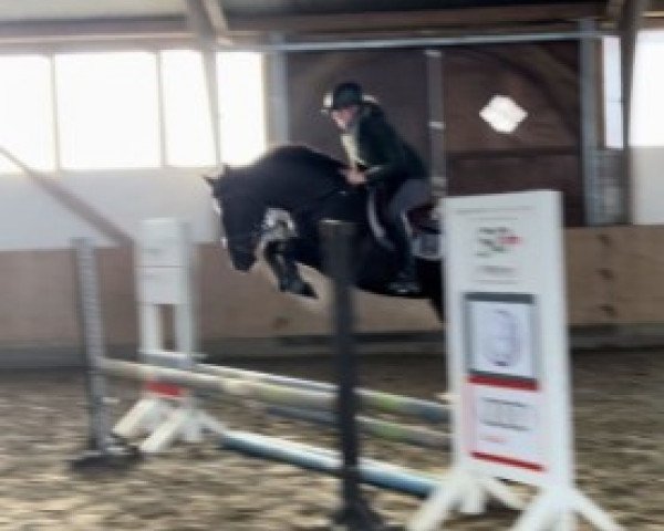 horse Vlotte Lotte (German Riding Pony, 2019, from Vincenzo NRW)