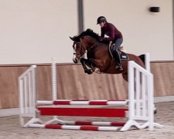 jumper Genius Mind (Oldenburg show jumper, 2017, from Ogano Sitte)