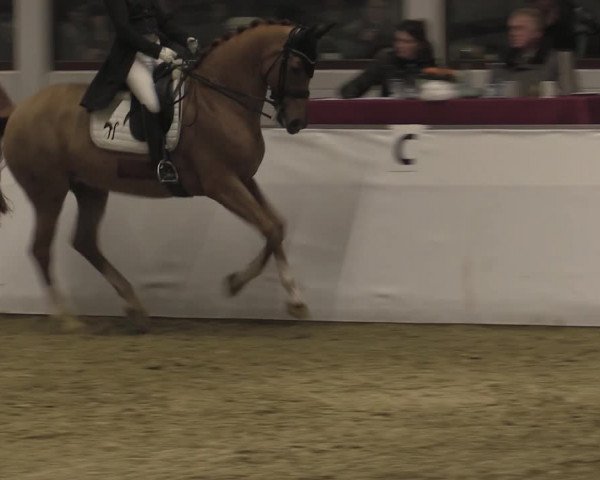 Reitturnier Borken 2023