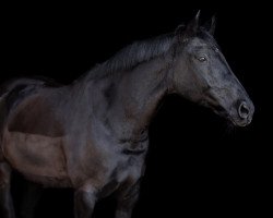 dressage horse Sunny Star 3 (Württemberger, 2006, from Sunny Day)