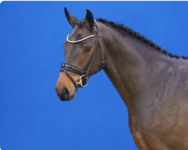 stallion Creativ von der Söhr (Holsteiner, 2020, from Cayado 3) stallion Creativ von der Söhr (Holsteiner, 2020, from Cayado 3)