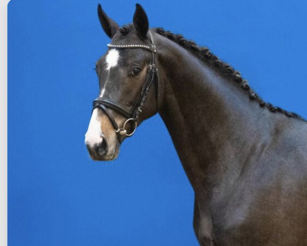 jumper Cornet Superstar (Holsteiner, 2020, from Cornet's Quaprice)