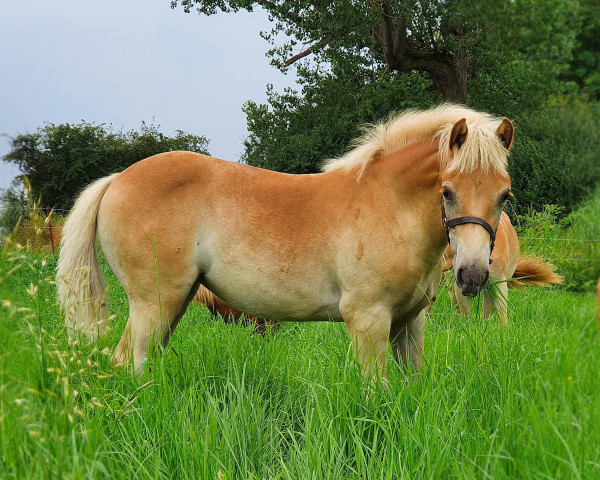 broodmare Dorana (Haflinger, 2021, from Barolo)