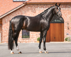 stallion Follow Up (Westphalian, 2019, from Follow Him´s Schönweide)