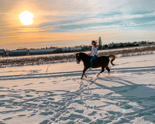 Zuchtstute Casandra (Deutsches Reitpony,  , von Silvertop's Robin)