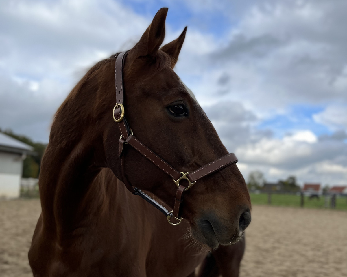 horse Giordano 20 (Westphalian, 2003, from Goethe)