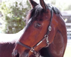 dressage horse Rubinella Royal (German Sport Horse, 2005, from Royan)