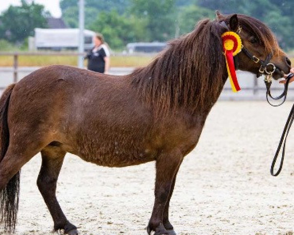 broodmare Niederbroks Piroschka (Shetland pony (under 87 cm), 2017, from Elias van de Schellenkrans)