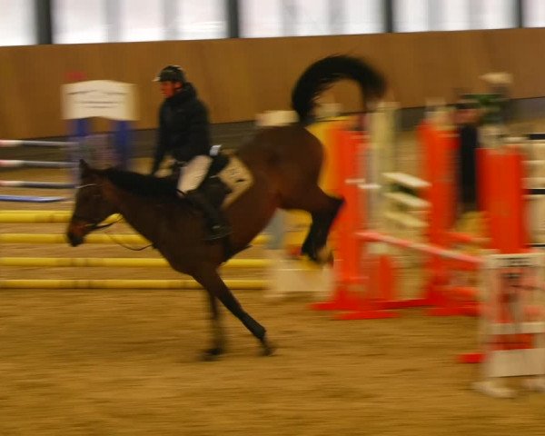 Reitturnier Zwickau 2023