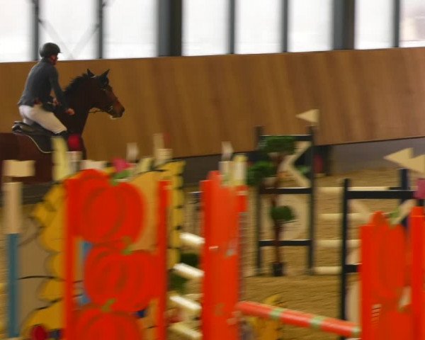 Reitturnier Zwickau 2023