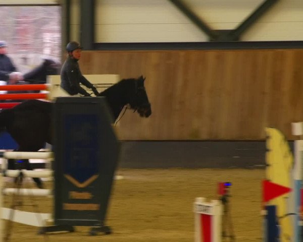 Reitturnier Zwickau 2023