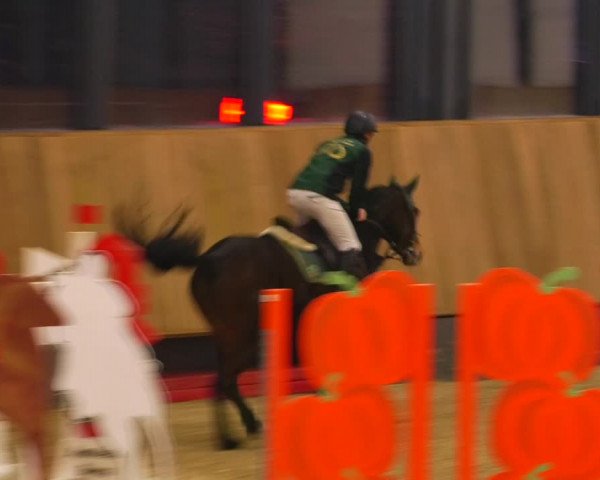 Reitturnier Zwickau 2023