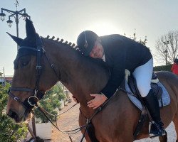 jumper Claire (German Sport Horse, 2006, from Collini)