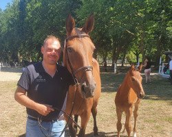broodmare Gretel van de Bokke (Belgian Warmblood, 2006, from Forsyth)
