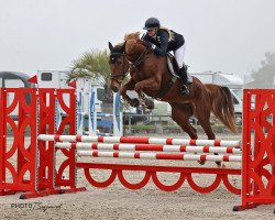 Springpferd Gianna Amona CH (Schweizer Warmblut, 2017, von Induparts Guidam Sohn)