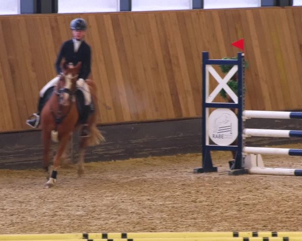 Reitturnier Zwickau 2023