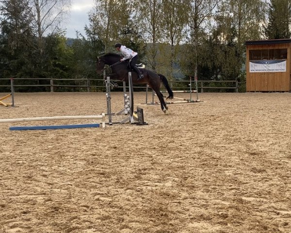 Springpferd Gentleman 256 (KWPN (Niederländisches Warmblut), 2013, von Glasgow van het Merelsnest)