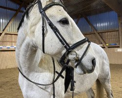 dressage horse Lansjer (Polish Warmblood, 2013)