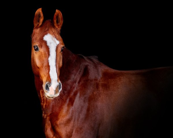 horse Adero (Oldenburg, 2017, from Adoro)