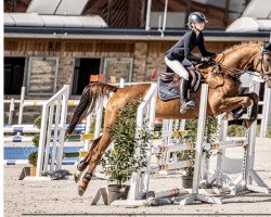jumper Hello Sofia (Holsteiner, 2015, from Stakkato)