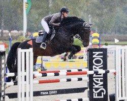 jumper Rocker Blue (Oldenburg show jumper, 2014, from Action-Breaker)