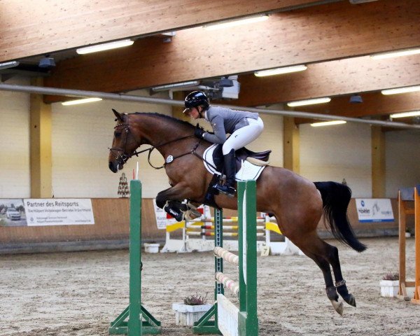 Springpferd Bvlgari Z (Zangersheide Reitpferd, 2018, von Brantzau)