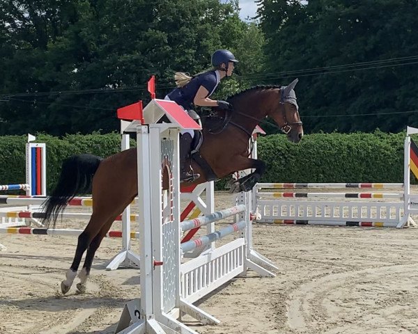 jumper La jolie Etoile (Oldenburg show jumper, 2013, from Balou du Rouet)